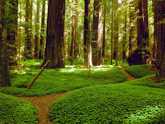 picture of redwood trees